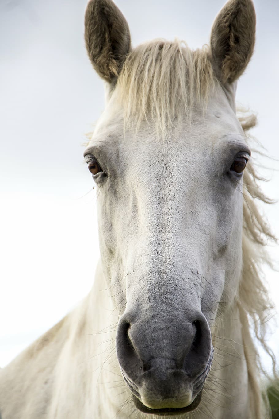 closeup photography of white horse, horse print, irish horse
