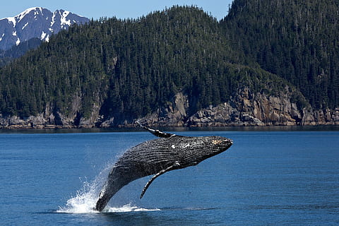 jumping whale, humpback whale, breaching, ocean, mammal, marine HD wallpaper