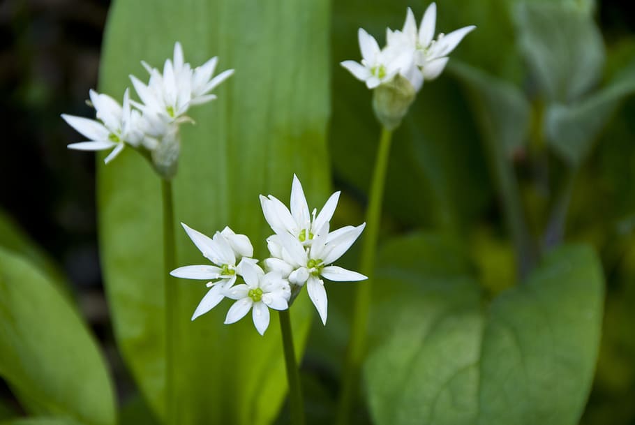 ramsons, garden, herbs, flowering plant, vulnerability, fragility HD wallpaper