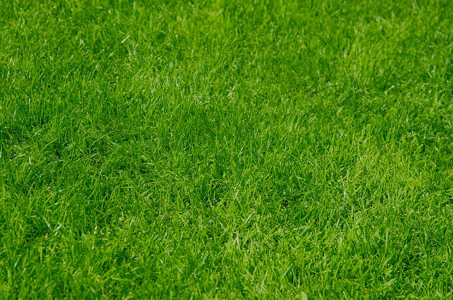 green grass lawn, wallpaper, background, nature, environment HD wallpaper