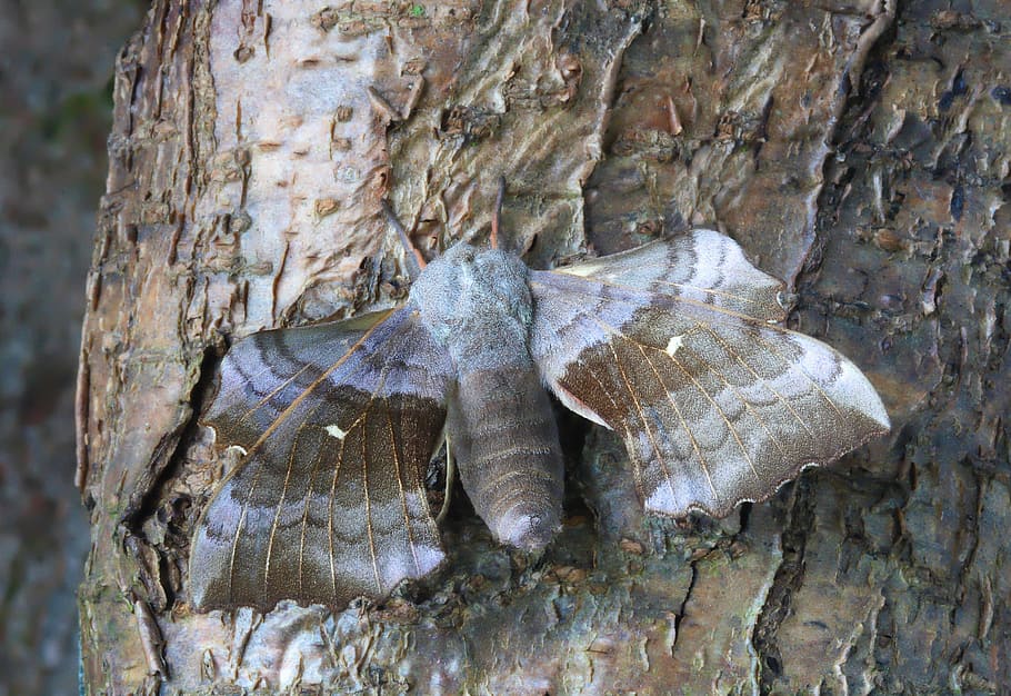 Moth, Macro, Lepidoptera, British, nature, insect, wings, no people HD wallpaper