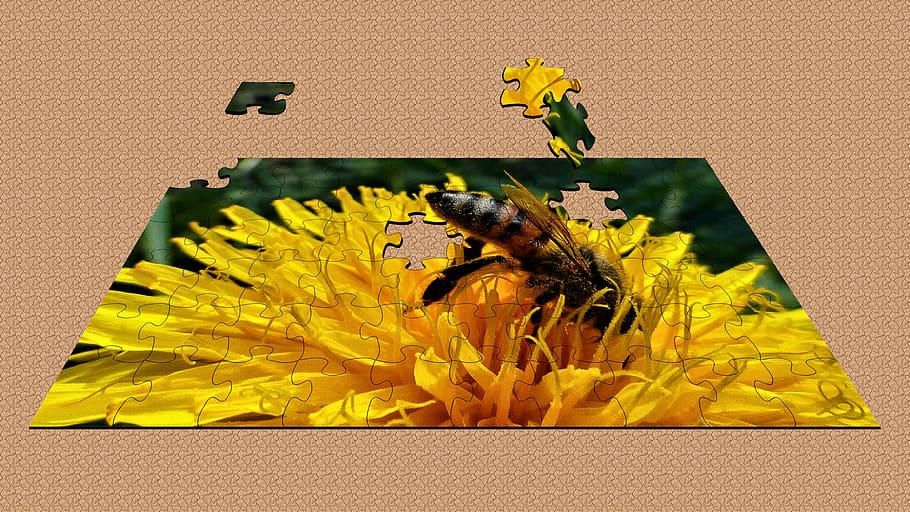 texture, puzzle, insect, macro, bee, yellow, forage, nectar HD wallpaper