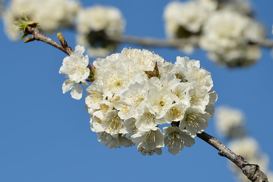 cherry, flower, sprig, spring, nature, spring flowers, garden HD wallpaper