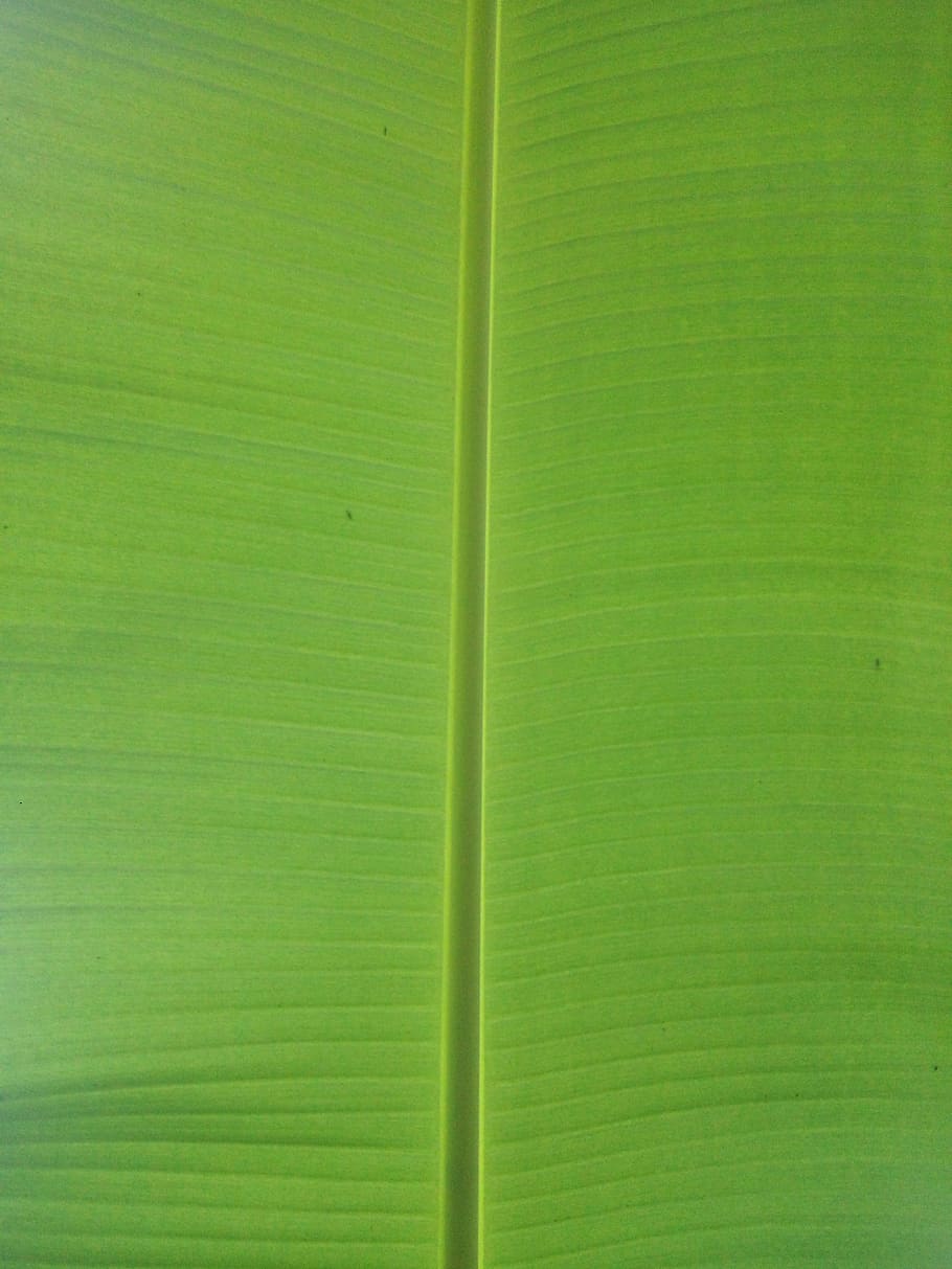 abstract, leaf, texture, desktop, pattern, flora, green color HD wallpaper