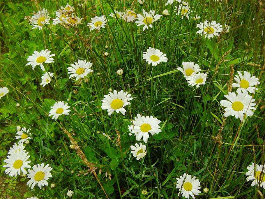 daisy, field, green, summer, season, holiday, flowering plant HD wallpaper