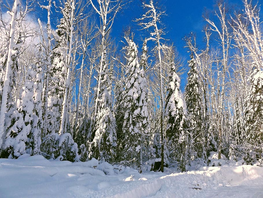Winter, Snow, Cold, Nature, White, frozen, december, forest HD wallpaper