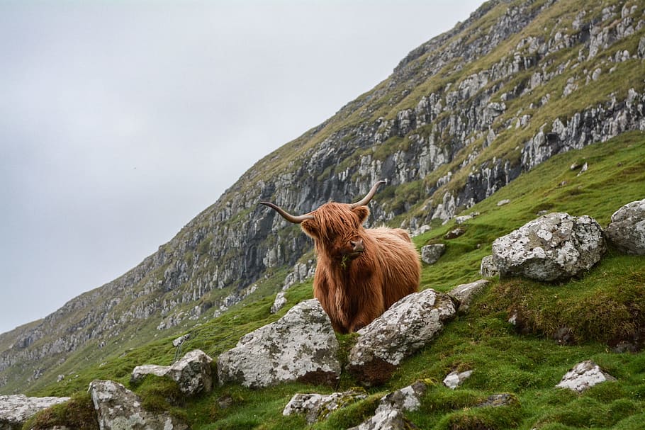 brown ox on mountain, brown animal on green grass field, Hillside