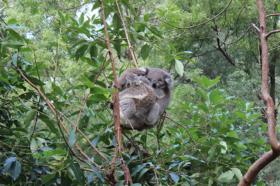 koala, australia, animals, tree, animal themes, plant, one animal HD wallpaper