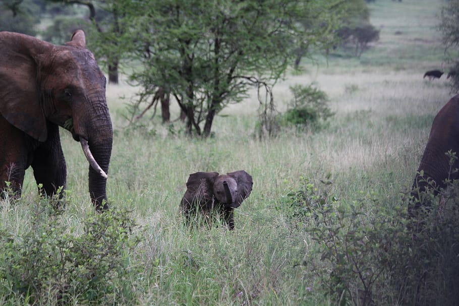 elephant family, elefentankind, africa, tanzania, tarangire, HD wallpaper