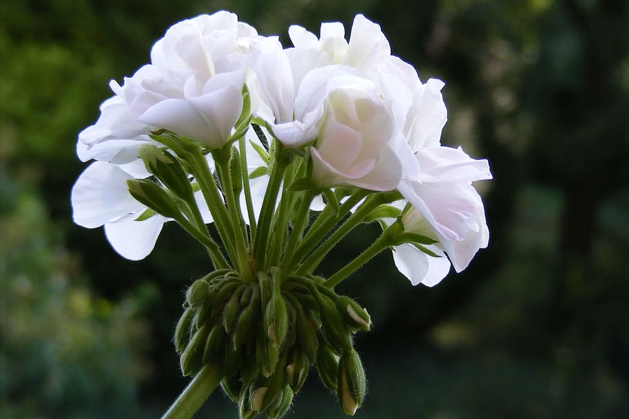 flower, white, balcony, flowering plant, beauty in nature, freshness HD wallpaper