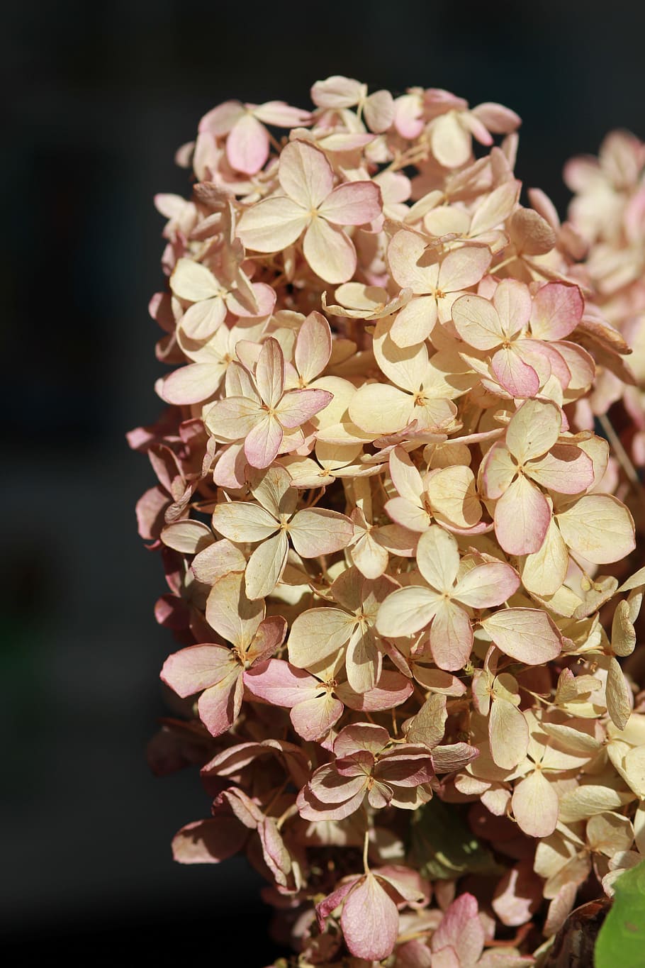 Hydrangea, Flower, Dried, Up, Petals, dried-up, autumn, nature HD wallpaper