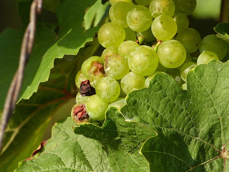 wine, benefit from, grapes, plant part, leaf, green color, food and drink HD wallpaper