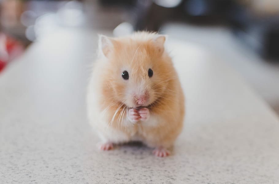 selective focus photo of beige rodent standing on gray tiles top HD wallpaper