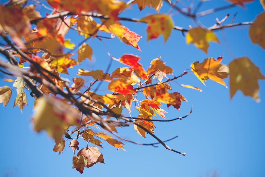 autumn, leaves, branches, tree, plant part, leaf, change, beauty in nature HD wallpaper