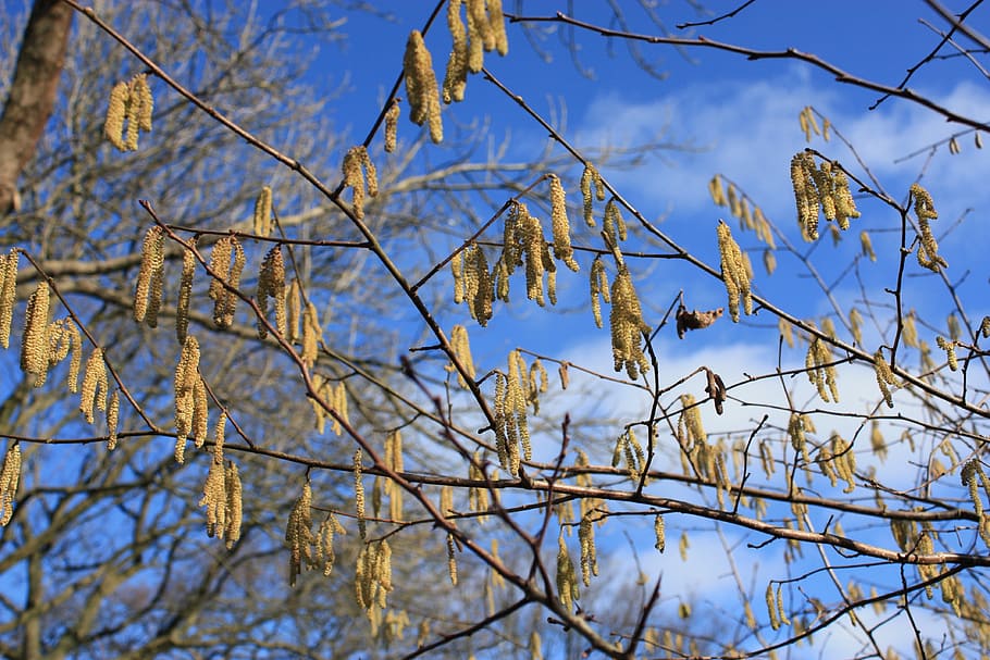 hazel, spring, blue sky, inflorescence, macro, hazelnut, close HD wallpaper