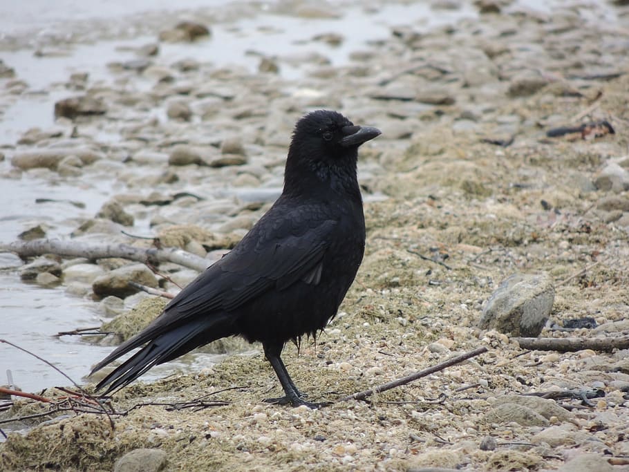 raven, black, beach, sand, bird, nature, black color, animal HD wallpaper