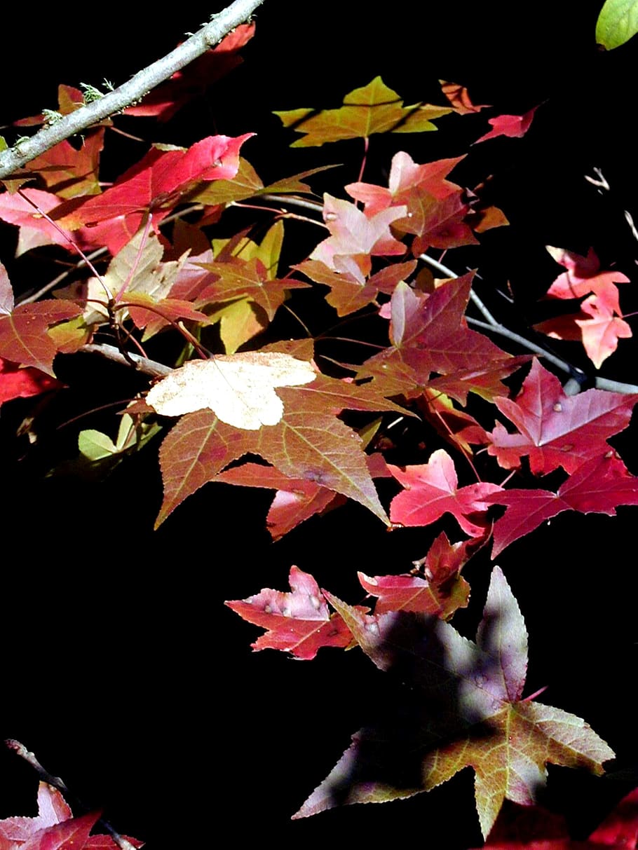 fall, color, tree, leaf, yellow, red, green, forest, nature HD wallpaper