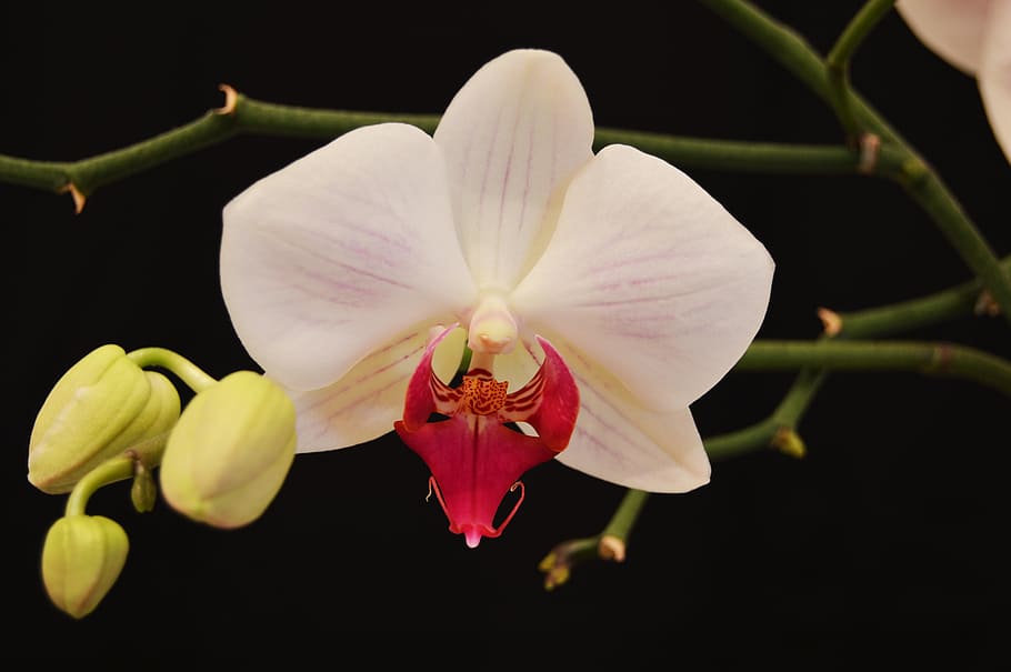 spring, flower, petal, flowering plant, fragility, vulnerability HD wallpaper