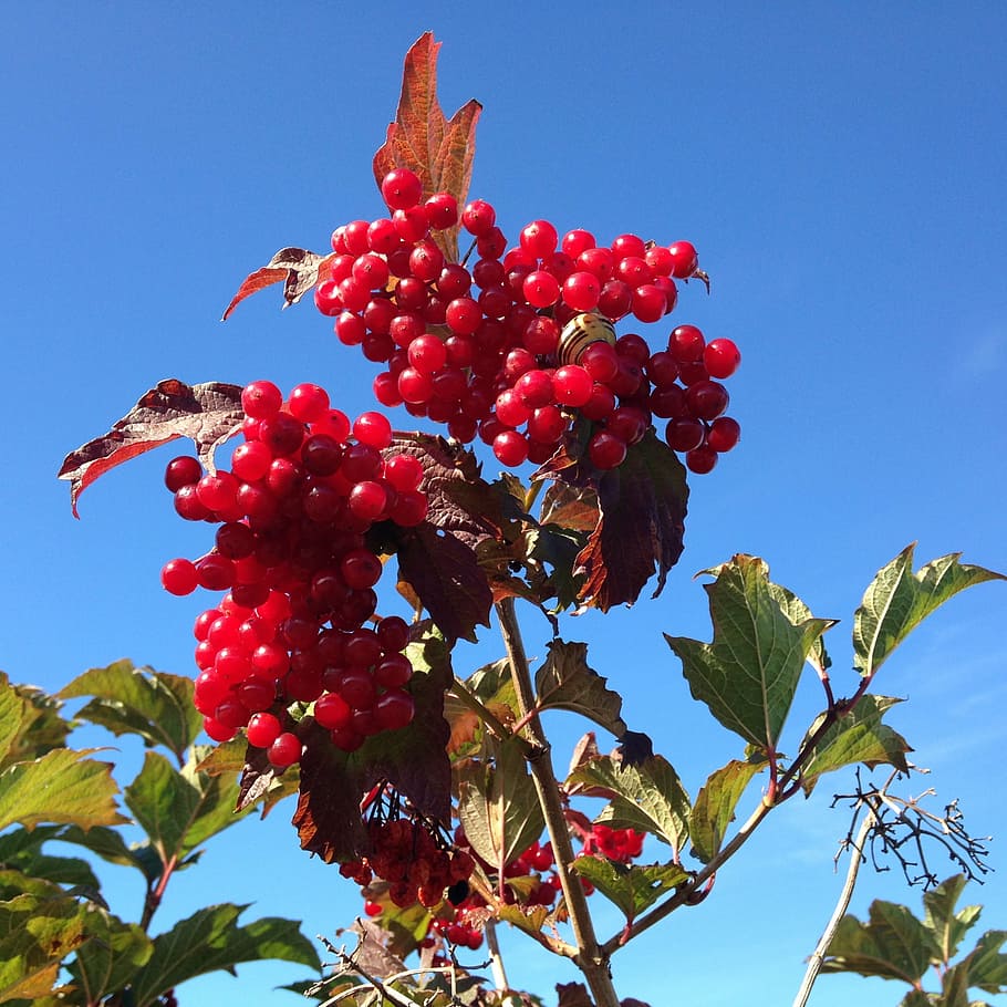 berries, red, nature, macro, plant, summer, spring, tree, bush HD wallpaper