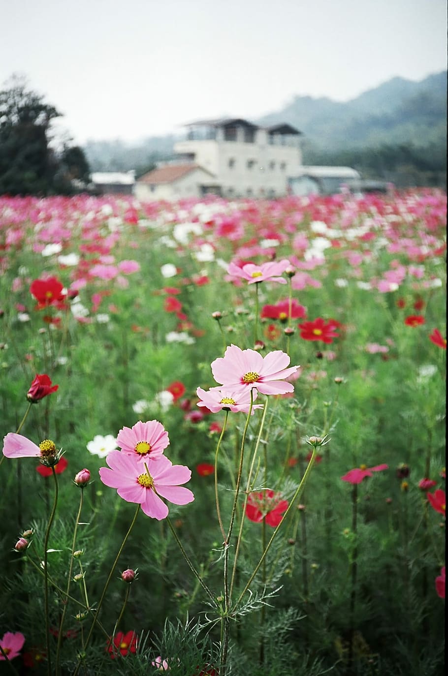 Flower, Country, Spring, pink color, outdoors, meadow, nature HD wallpaper