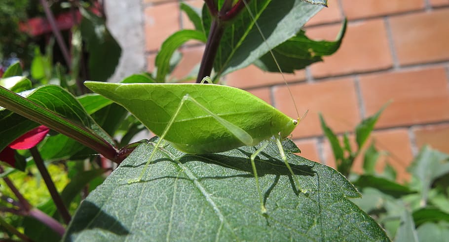 grasshopper, insect, macro, cricket, leaf, plant part, green color HD wallpaper