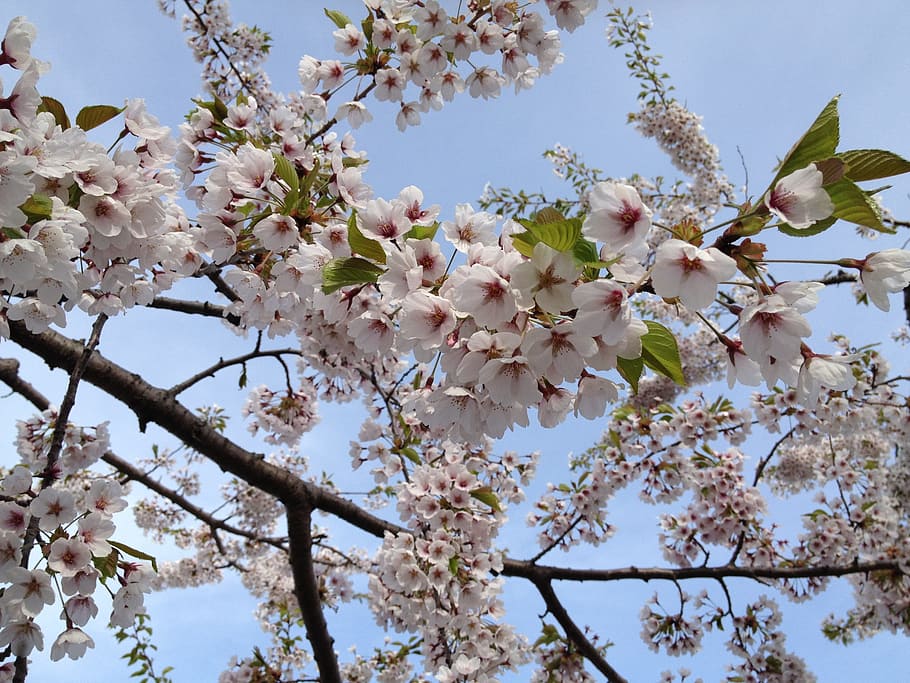Cherry, Blossoms, Japanese, White, light pink, blooms, tree, HD wallpaper