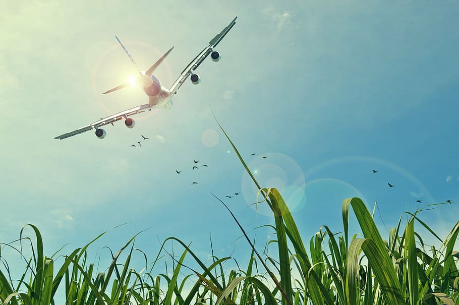 airplane flying, aircraft, flight, sky, grassland, birds, source, HD wallpaper