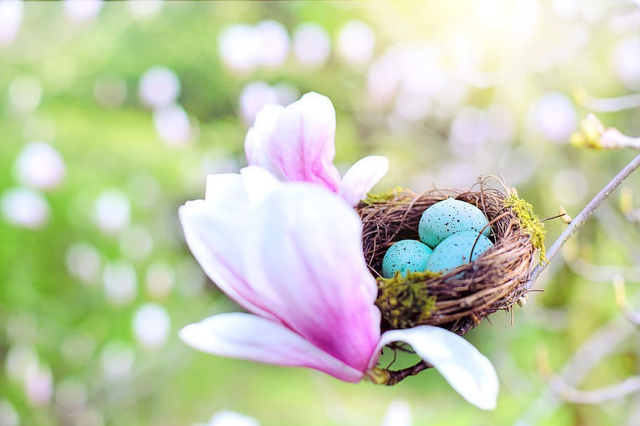 nest, robin eggs, spring, nature, easter, springtime, magnolias, HD wallpaper