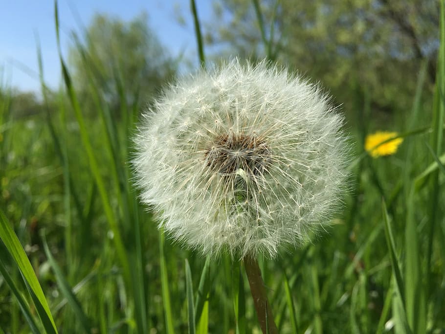 dandelion, close, plant, freshness, flower, fragility, flowering plant HD wallpaper