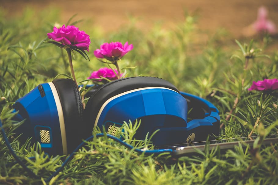 focus photography of blue headphones on grass, blue and black Skullcandy headphones placed next to pink flowers selective focal photo HD wallpaper