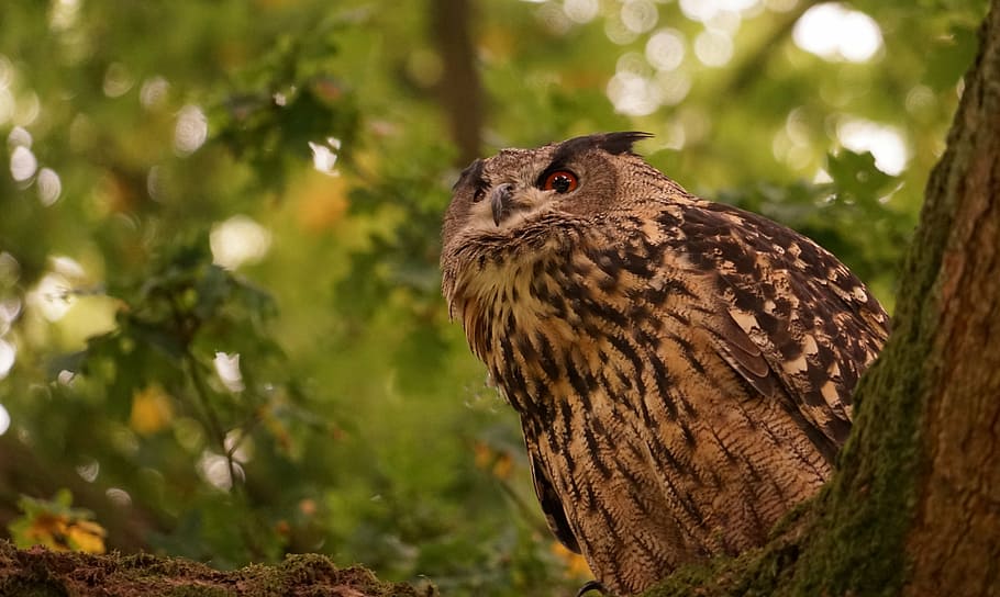 eagle owl, feather, forest, bird, bill, view, raptor, bird of Prey HD wallpaper
