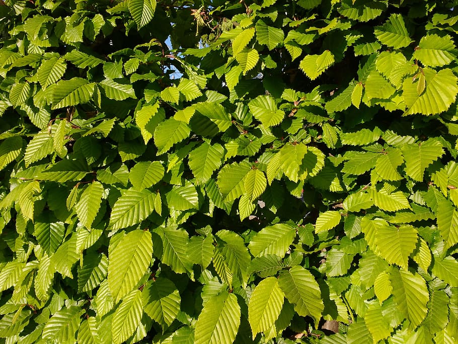 leaves, spring, beech, green, frisch, nature, plant, background HD wallpaper