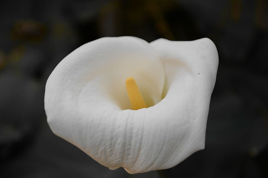 cala, flower, contrast, white, nature, foreground, yellow, zantedeschia aethiopica HD wallpaper
