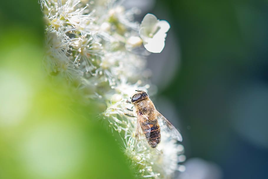 insect, bee, wasp, animal, honey, honeybee, bug, wild, fly HD wallpaper