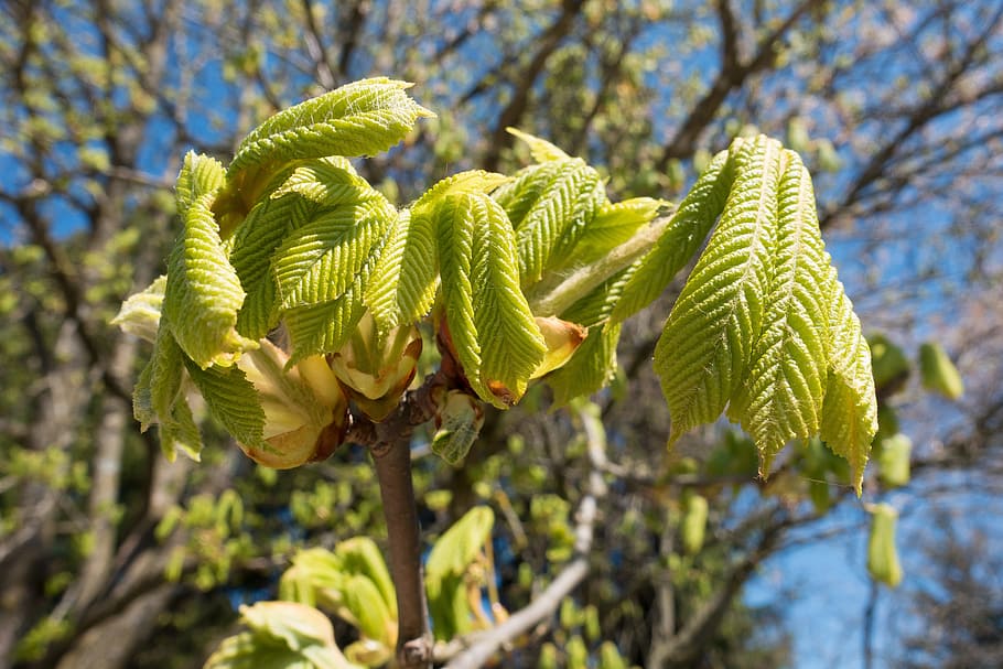 Chestnut, Buckeye, aesculus hippocastanum, leaf, foliation, spring