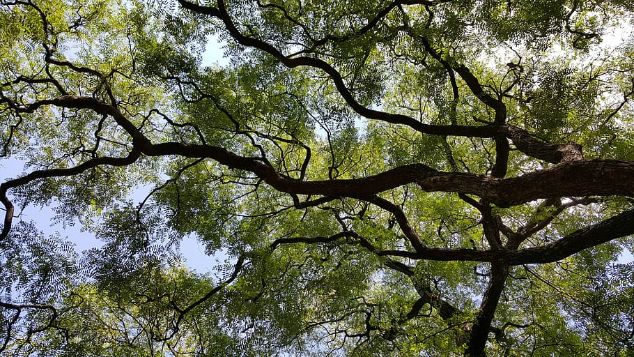 tree, nature, trees, sky, plants, branches, leaves, low angle view HD wallpaper