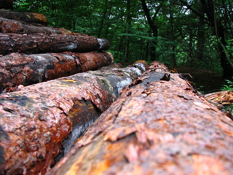 wood, tribe, log, tree, forest, cracked, forestry, bark, tree trunks HD wallpaper