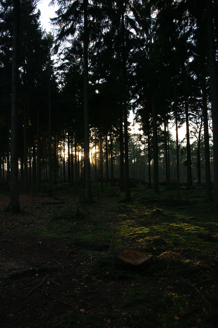 forest, trees, evening, tall, grass, dark, shadow, plant, land HD wallpaper