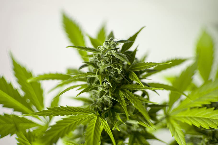 HD wallpaper: depth of field photography of cannabis sativa plant, marijuana | Wallpaper Flare