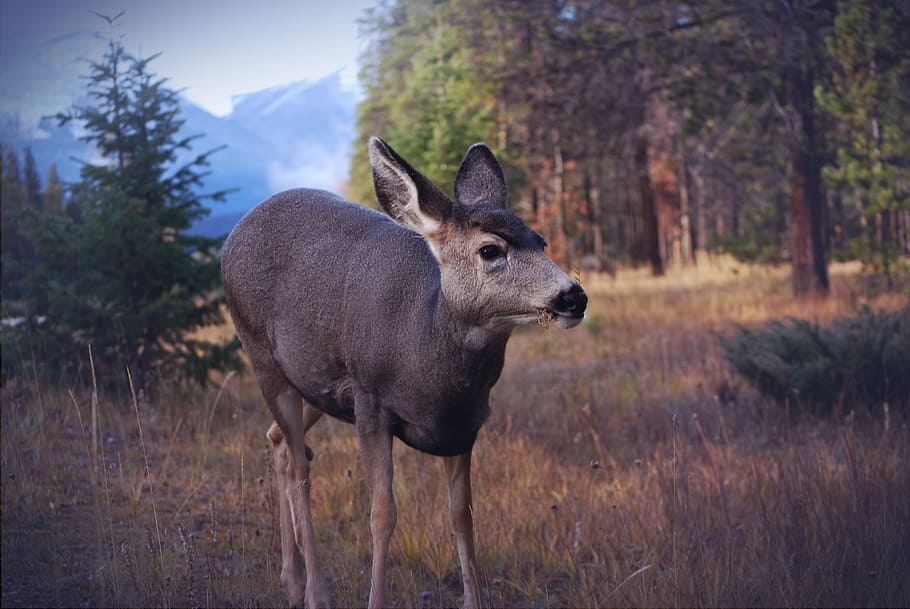 gray deer standing on grass field, gray deer on grass field near green trees HD wallpaper