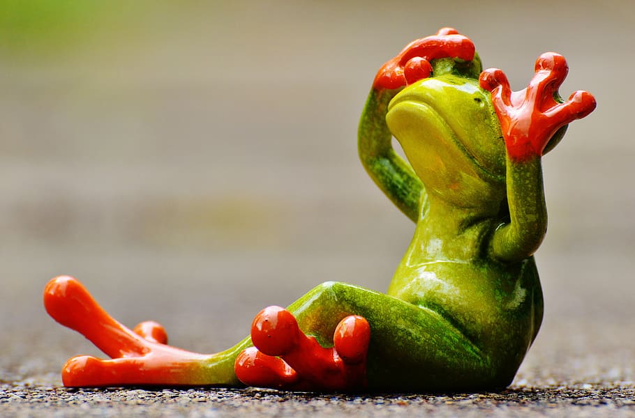 red-eyed tree frog covering its eyes, figure, not see, funny, HD wallpaper