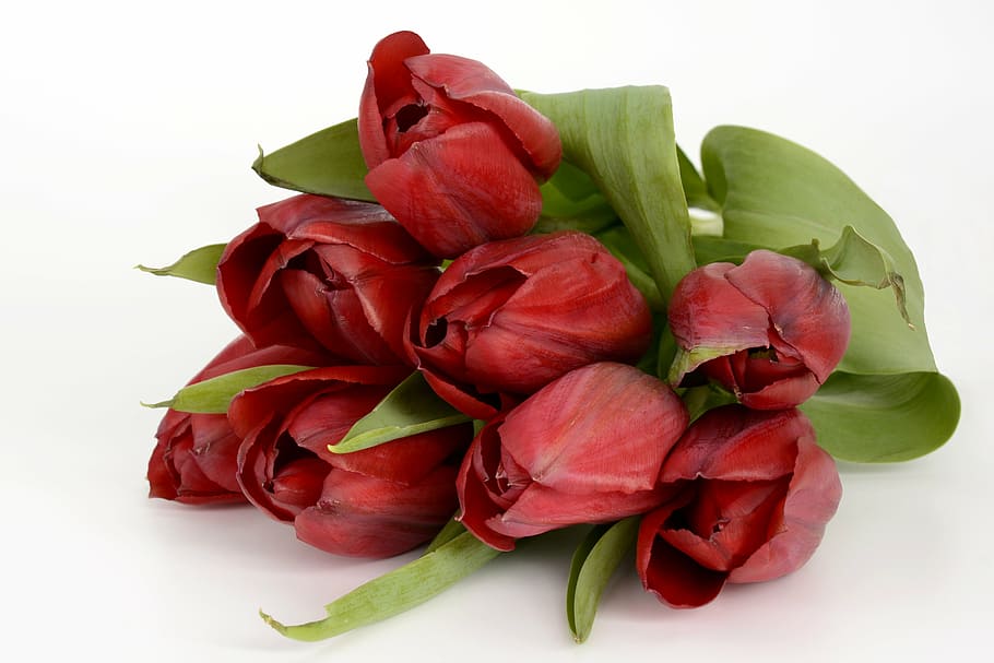 bouquet of red tulip flowers, tulips, leaves, spring, close HD wallpaper