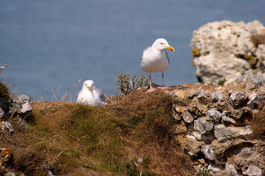 Gull, Breed, Pair, High Above, Nest, two, blue, sea, coast HD wallpaper