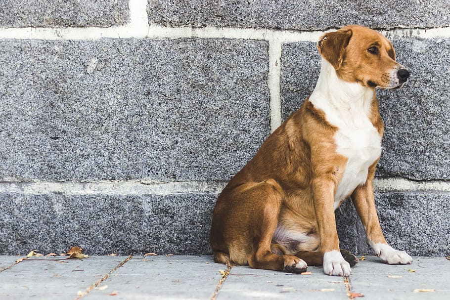 Forgotten, brown and white dog, wall, pet, sitting, pavement, HD wallpaper
