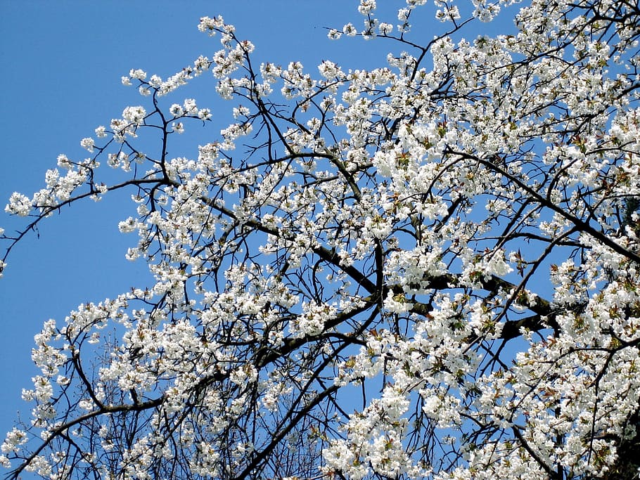 Spring, Blossom, Bloom, White, flower, springtime, fragility HD wallpaper