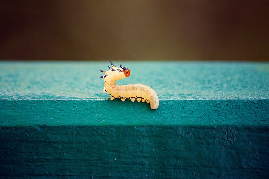 yellow caterpillar on teal concrete surface, worm, millipede HD wallpaper
