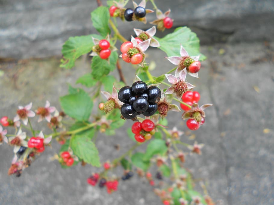 blackberry, fruit, close-up, macro, fresh, nature, berry Fruit HD wallpaper