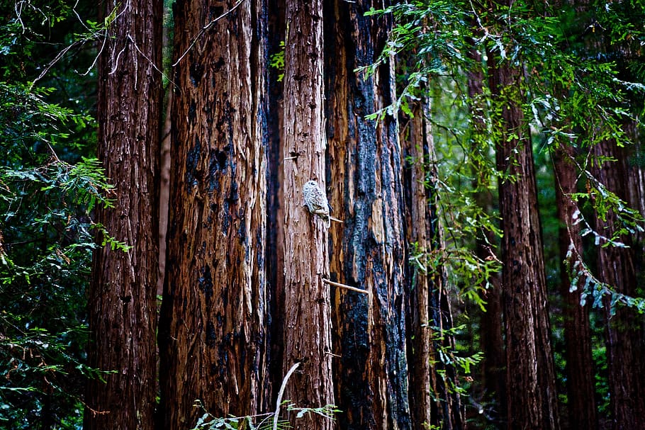 Owl, Forest, Trees, Animal, Nature, Bird, wildlife, green, tree trunk HD wallpaper