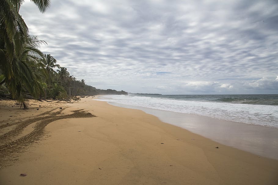 beach, sand, orange, cloudy, palm, tree, nature, ocean, sea HD wallpaper