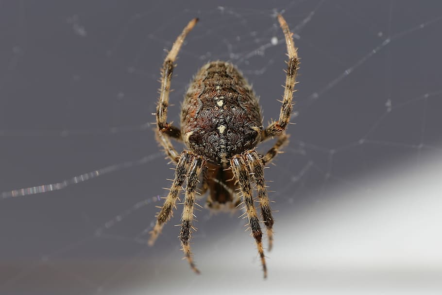 closeup photo of brown spider on web, close-up photo of brown spider HD wallpaper